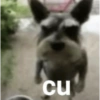 cu