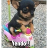 Chihuahuas Random 🐶🐾 14