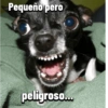 Chihuahuas Random 🐶🐾 10