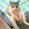 Gatos 12