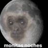 Monkey 12