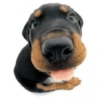Dog 7