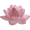 Flower  15