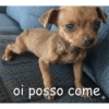 Dog 13