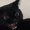 Gatinhos Melhores Reações 15