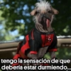 🐕Dogpool from Deadpool ⚔ 27