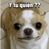 Chihuahuas Random 🐶🐾 13