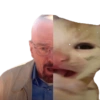 🌈🐈‍⬛✨️Gatos Funny Mood✨️🐈‍⬛🌈 21