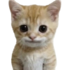 🌈🐈‍⬛✨️Gatos Funny Mood✨️🐈‍⬛🌈 10