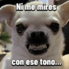 Chihuahuas Random 🐶🐾 20