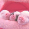 Baby Pig 🐷🐷 7