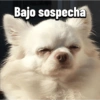 Chihuahuas Random 🐶🐾 8