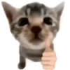 Gatos 8