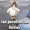 Gatos Pal grupo👑 27