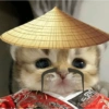 Cat meme 5