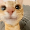 Cat meme 8