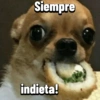 Chihuahuas Random 🐶🐾 17