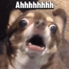 Chihuahuas Random 🐶🐾 21