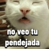 Gatos Pal grupo👑 14
