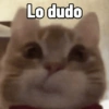 Gatitos Memes😺✨💕8 13