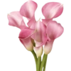 Flower  23