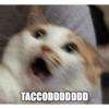 Cat meme 3 15