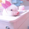 Baby Pig 🐷🐷 15