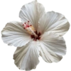 Flower  13