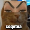 Gatos Pal grupo👑 17