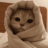 Gatos  10