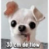 Chihuahuas Random 🐶🐾 9
