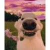 Dog 11
