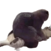 🌈🐈‍⬛✨️Gatos Funny Mood✨️🐈‍⬛🌈 27