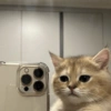 Cat meme 3 13