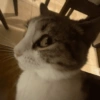 Cat meme 3 21