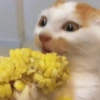 🐈‍⬛Gatos |Elote 🌽😻 5