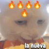 Gatos Pal grupo👑 12