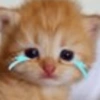 Gato triste 😎 5