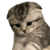 🌈🐈‍⬛✨️Gatos Funny Mood✨️🐈‍⬛🌈 26