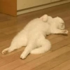 ANIMALES DIVERTIDOS 30