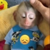 Monitos tristes 😭🐒 9
