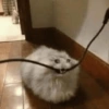 Gatinhos Melhores Reações 8