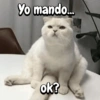 Gatitos para el chat🐾💬🐈🐈‍⬛ 5