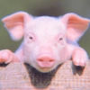 Baby Pig 🐷🐷 14