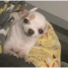 Cachorros engraçados 🐶❤️ 6