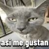 Gatos Pal grupo👑 16