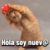 Gatos Pal grupo👑 9