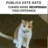 PÚBLICA ESTE GATO CUANDO HAYAS RECUPERADO TODA ESPERANZA