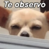 Reacciones Perrunas 2🐶✨ 9