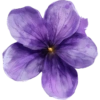 Flower  9